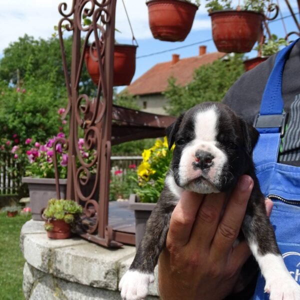 boxer