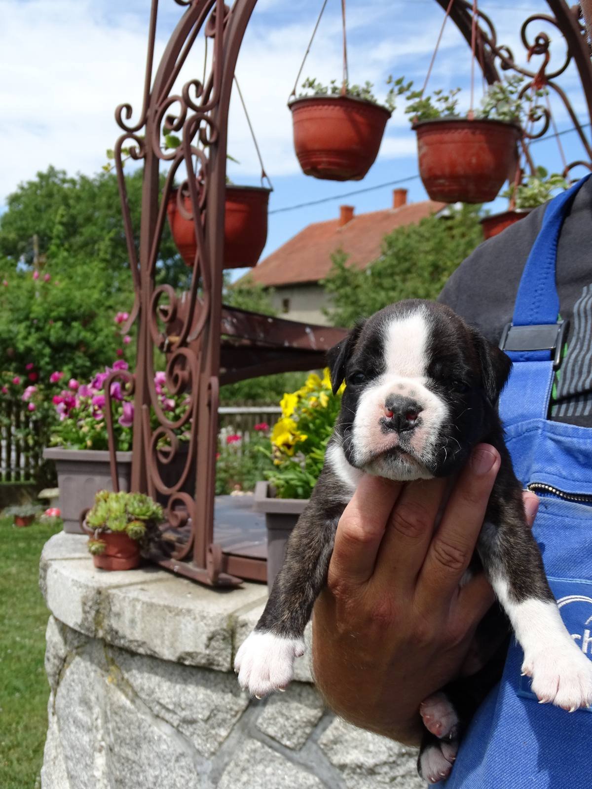 boxer