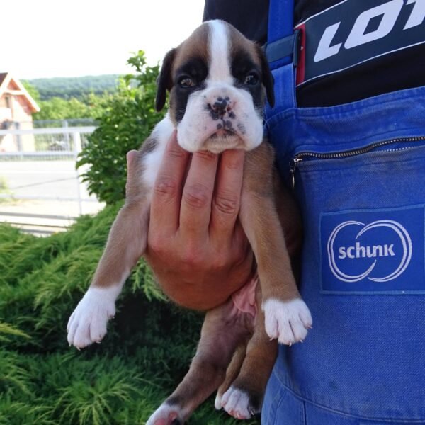 boxer