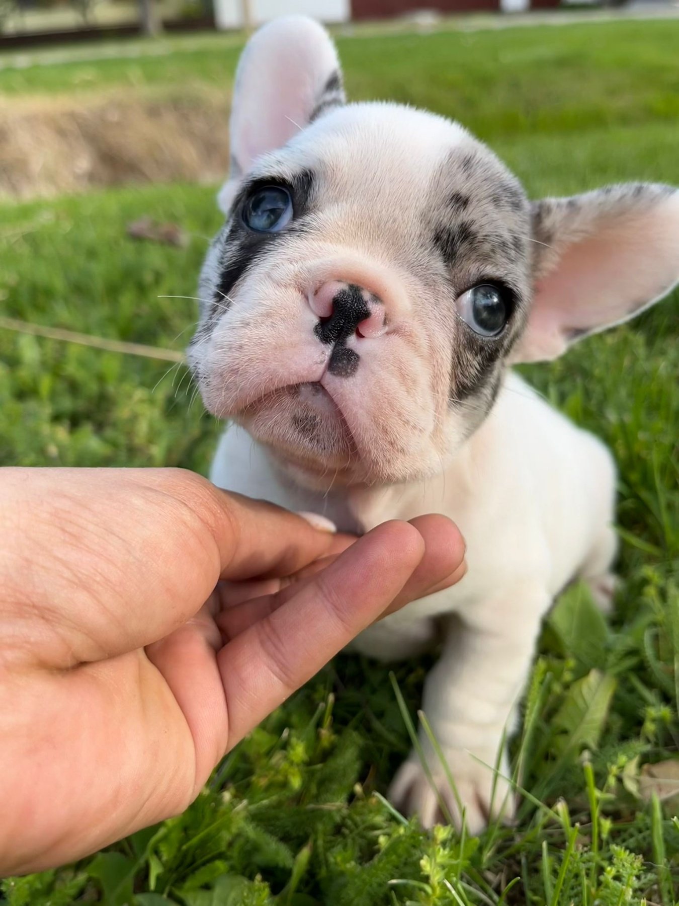 galliko buldog