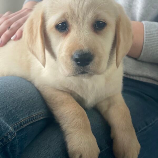 labrador