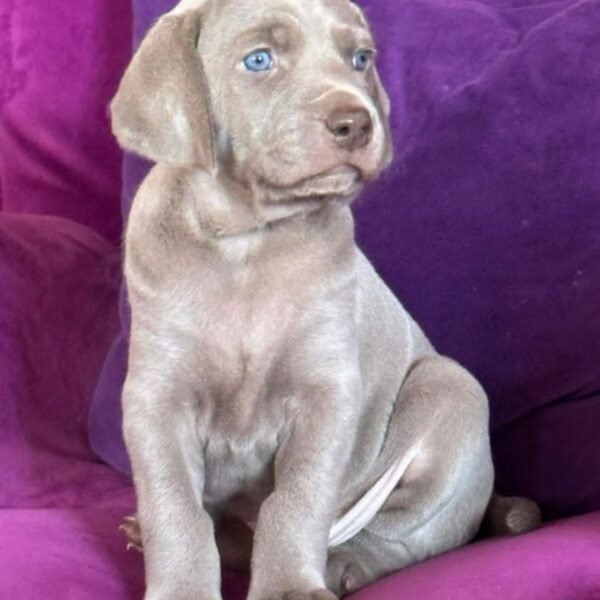 labrador
