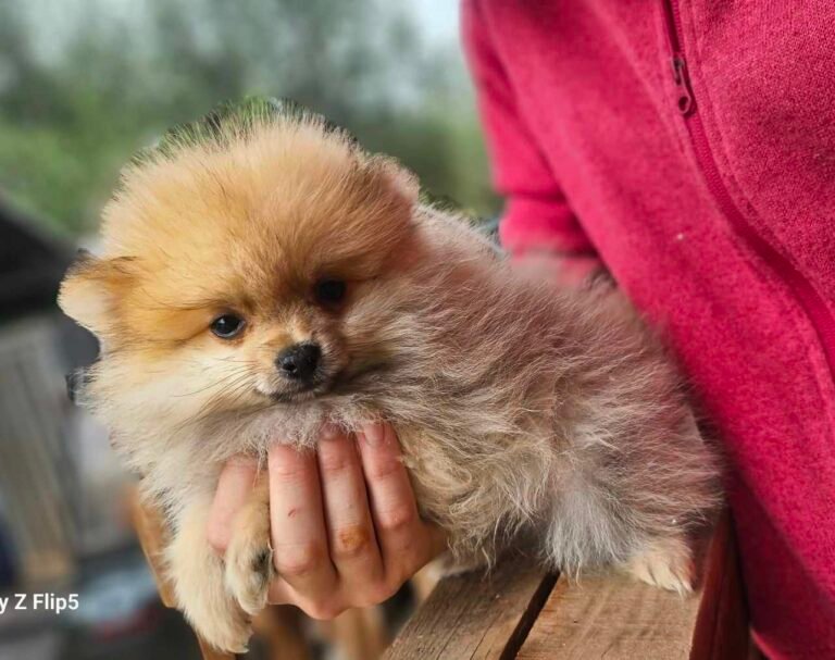 Read more about the article Pomeranian