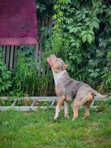 Pitbul