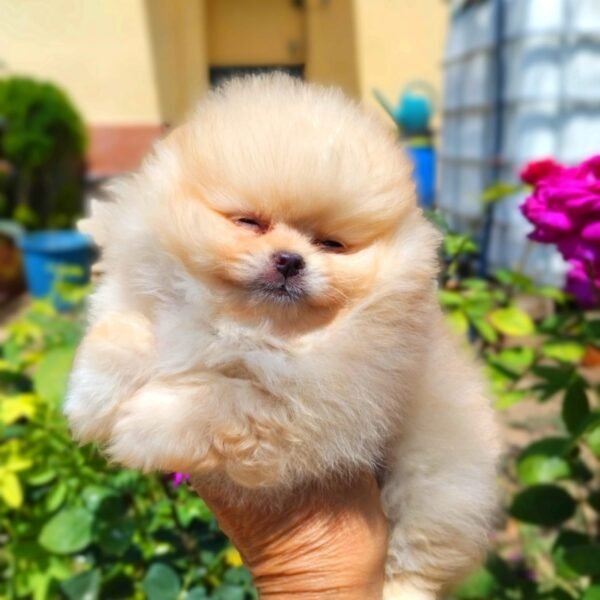 Pomeranian