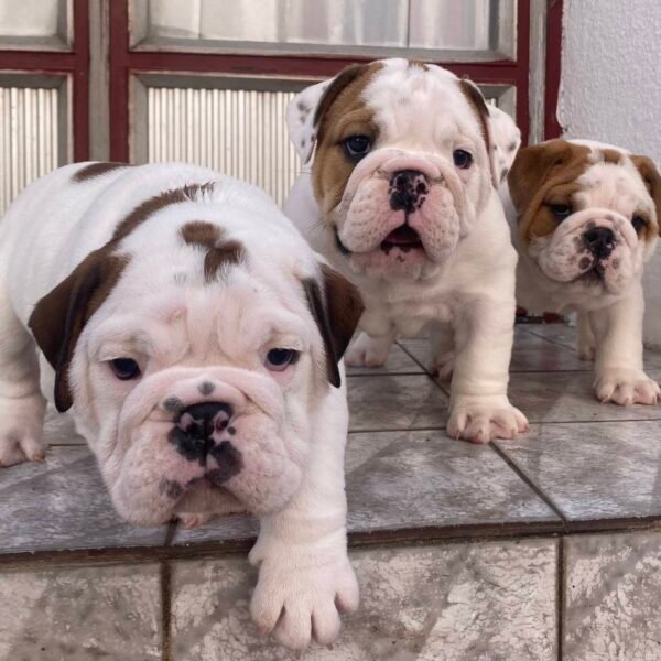 Aggliko Bulldog