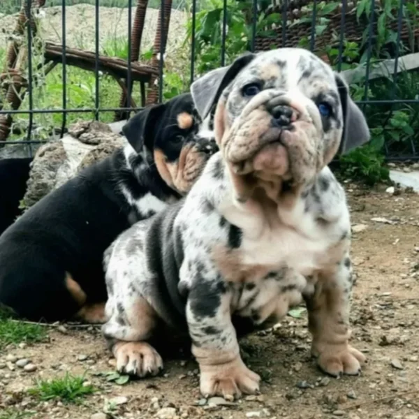 Aggliko Bulldog