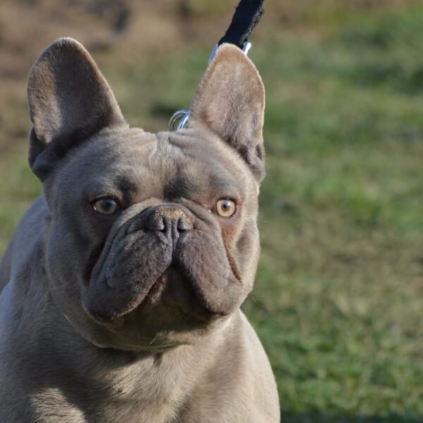 french bulldog blue