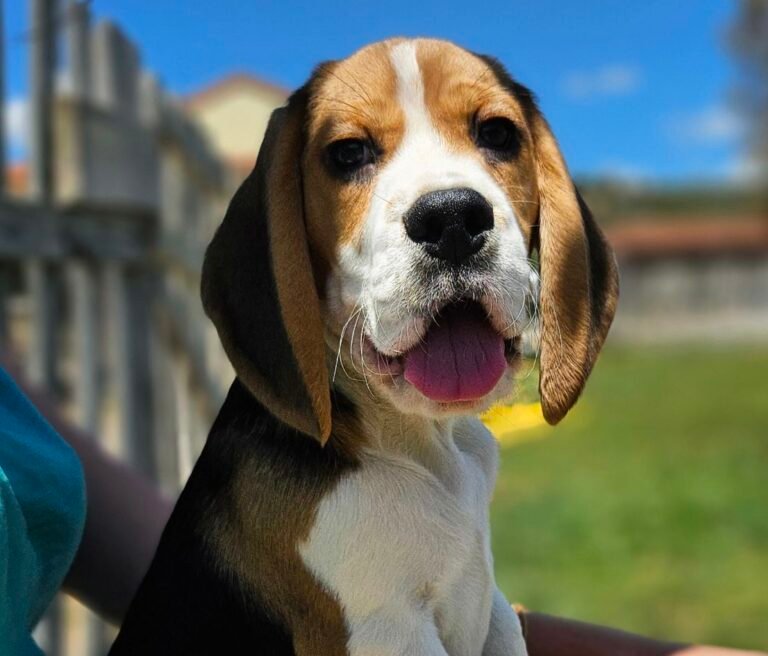 Read more about the article Beagle