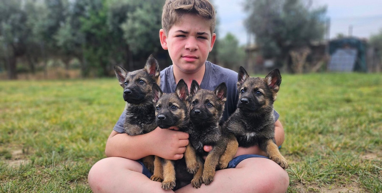 dogs from breeders
