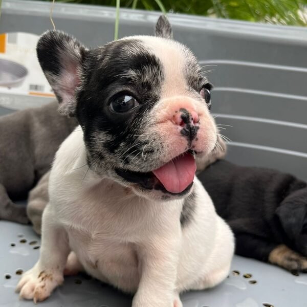 french bulldog
