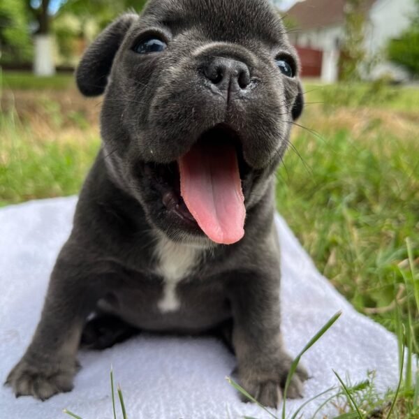 french bulldog