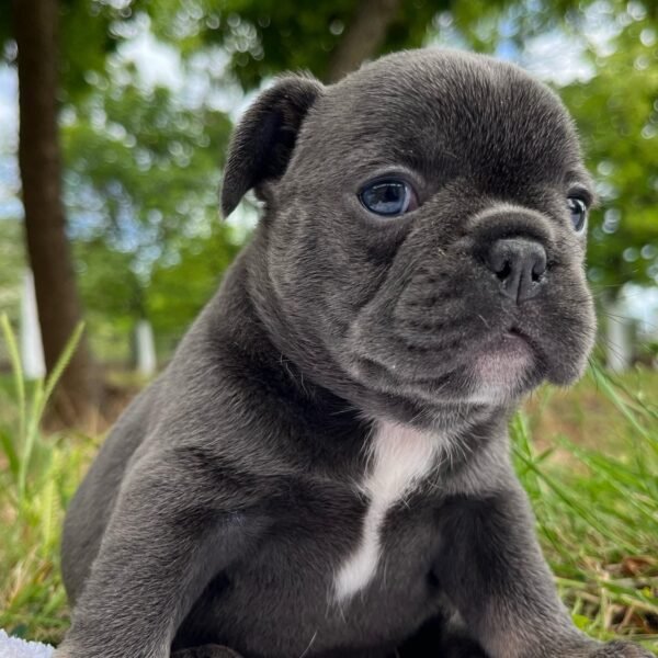 french bulldog