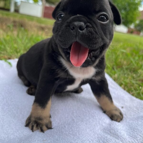 french bulldog