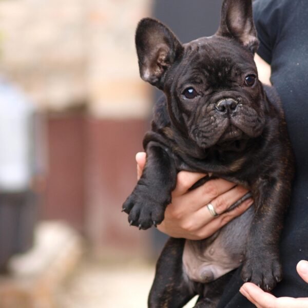 french bulldog